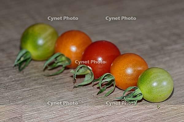 Cocktail tomatoes (Solanum), Kempen, North Rhine-Westphalia, Germany [IBR124629549]