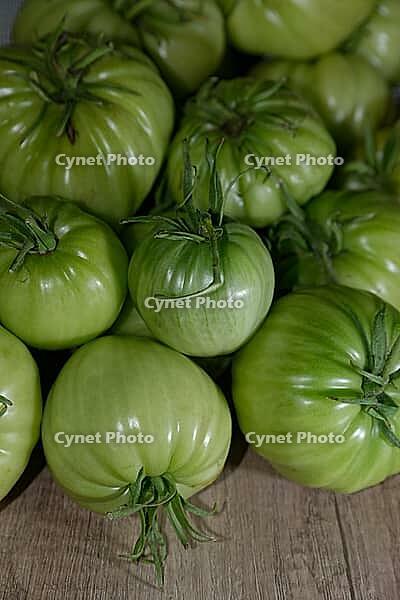 Unripe, green beefsteak tomatoes (Solanum lycopersicum), Kempen, North Rhine-Westphalia, Germany [IBR124629552]
