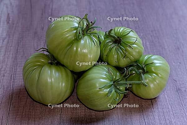 Unripe, green beefsteak tomatoes (Solanum lycopersicum), Kempen, North Rhine-Westphalia, Germany [IBR124629553]