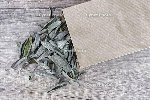 Dried sage leaves (Salvia officinalis), Kempen, North Rhine-Westphalia, Germany [IBR124629554]