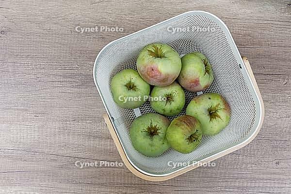 Freshly harvested apples (Malus), Kempen, North Rhine-Westphalia, Germany [IBR124629555]