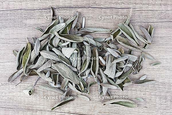 Dried sage leaves (Salvia officinalis), Kempen, North Rhine-Westphalia, Germany [IBR124629561]