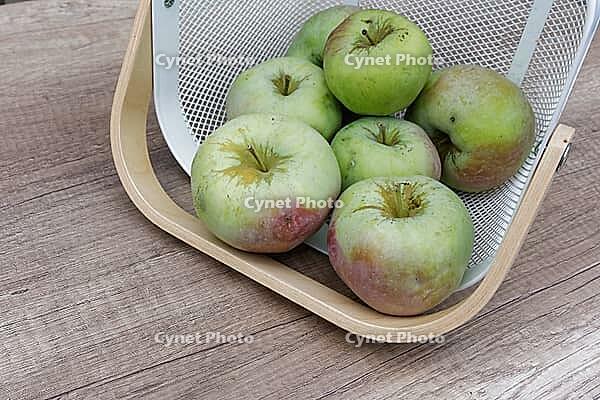 Freshly harvested apples (Malus), Kempen, North Rhine-Westphalia, Germany [IBR124629562]