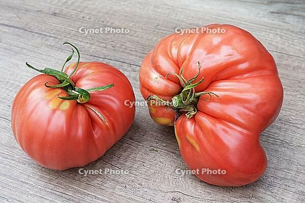 Meat tomatoes (Solanum lycopersicum), Kempen, North Rhine-Westphalia, Germany [IBR124629563]