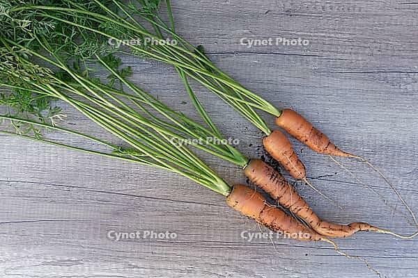 Freshly harvested carrots (Daucus carota subsp. sativus), Kempen, North Rhine-Westphalia, Germany [IBR124629564]
