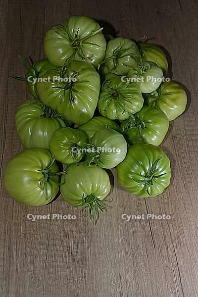 Unripe, green beefsteak tomatoes (Solanum lycopersicum), Kempen, North Rhine-Westphalia, Germany [IBR124629566]