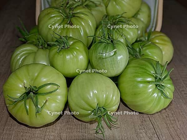 Unripe, green beefsteak tomatoes (Solanum lycopersicum), Kempen, North Rhine-Westphalia, Germany [IBR124629567]