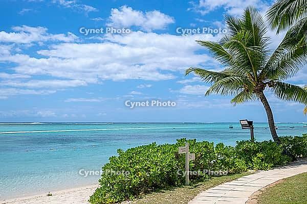 Palm tree, cloud, sky, sea, sandy beach, nature, umbrellas, Le Morne, Mauritius [IBR124629571]