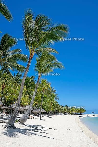 Palm tree, cloud, sky, sea, sandy beach, nature, umbrellas, Le Morne, Mauritius [IBR124629572]