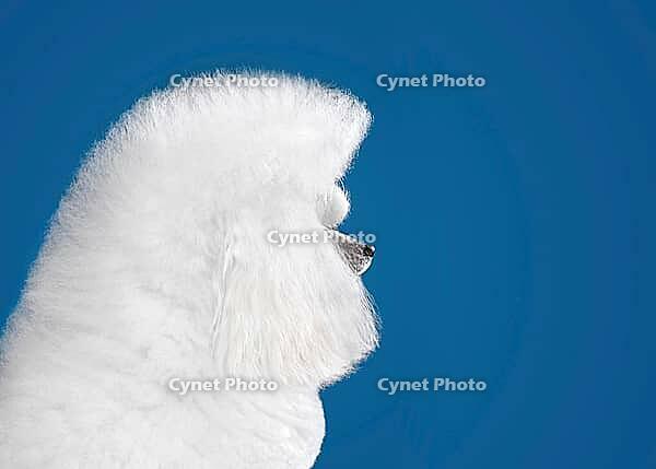 Portrait of beautiful white toy poodle in continental clip on blue background [IBR124631197]