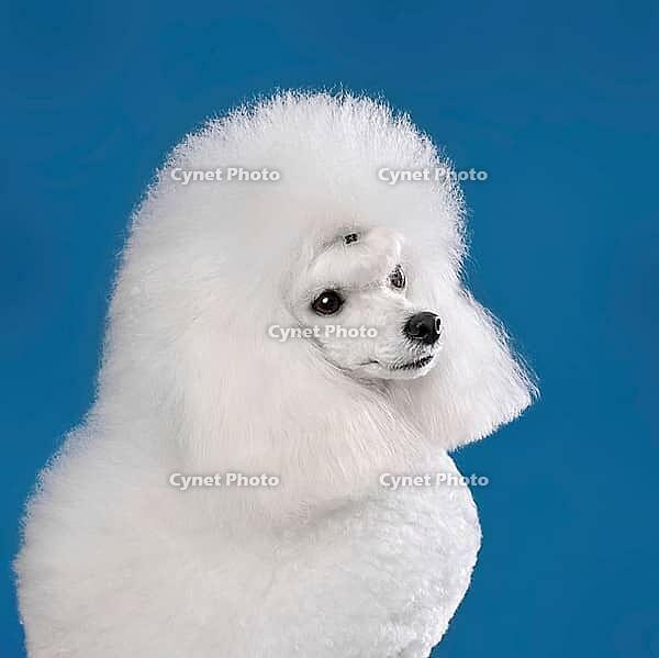 Portrait of beautiful white toy poodle in continental clip on blue background [IBR124631199]
