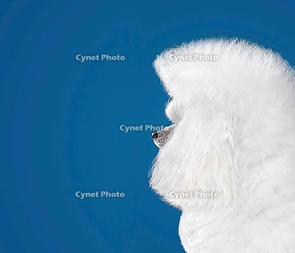 Portrait of beautiful white toy poodle in continental clip on blue background [IBR124631200]