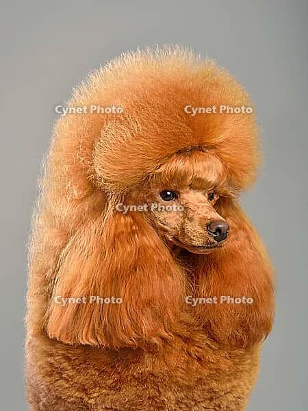 Portrait of beautiful red toy poodle in continental clip on a gray background [IBR124631202]