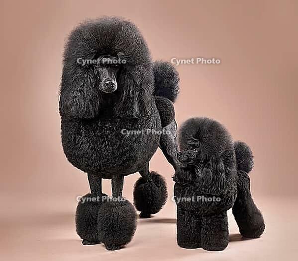 Funny big and toy black poodles standing on a color background [IBR124631203]