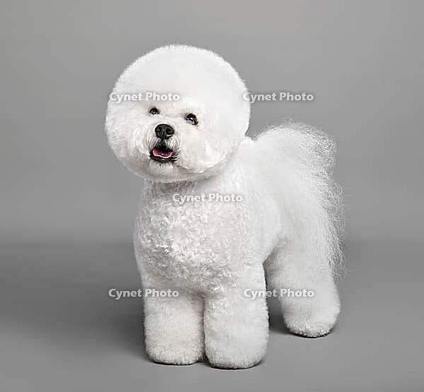 Cute white Bichon Frise dog standing on a gray background [IBR124631204]