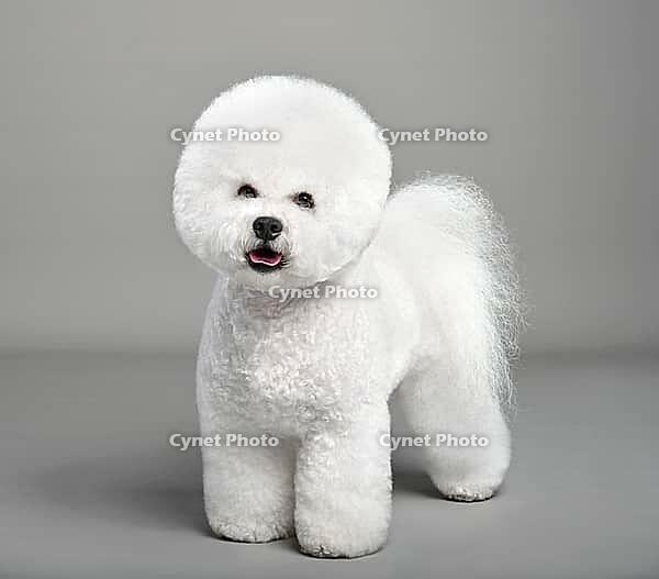 Cute white Bichon Frise dog standing on a gray background [IBR124631205]