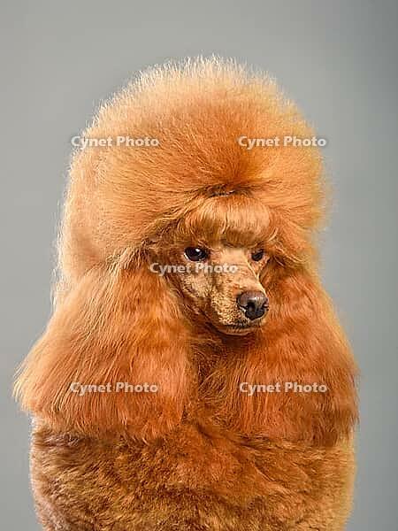 Portrait of beautiful red toy poodle in continental clip on a gray background [IBR124631206]