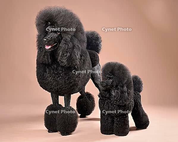 Funny big and toy black poodles standing on a color background [IBR124631207]
