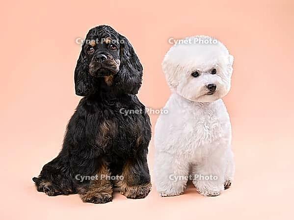 Three months old puppies of american cocker spaniel and bichon frise sitting on a color background [IBR124631208]