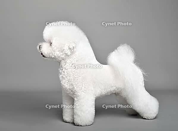 White Bichon Frise dog standing on a gray background [IBR124631209]