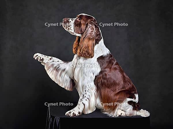Sitting english springer spaniel giving a paw up on dark background [IBR124631211]