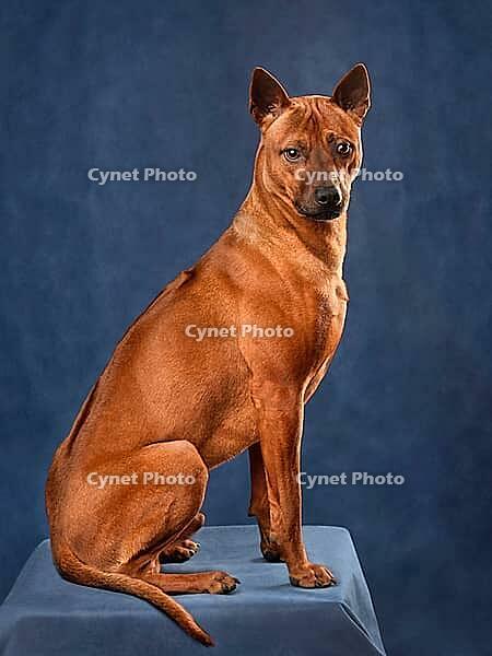 Beautiful red Thai Ridgeback dog sitting on a blue background [IBR124631212]