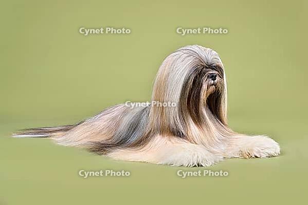Beautiful Lhasa Apso dog lying on a green background [IBR124631213]