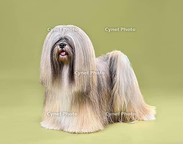 Front view of Lhasa Apso dog standing on olive background [IBR124631214]