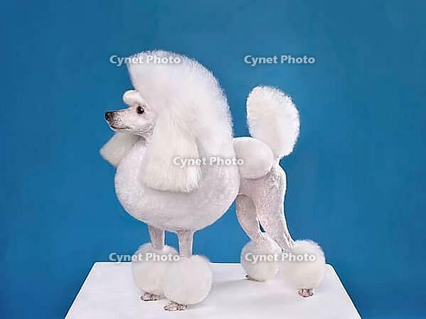 Beautiful white toy poodle in continental clip on blue background [IBR124631215]