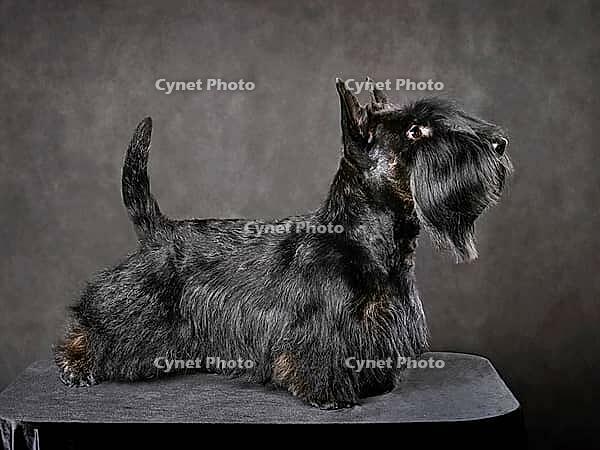 Beautiful black Scotch terrier standing on dark gray background [IBR124631217]