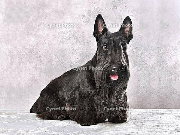 Beautiful black Scotch terrier sitting on a gray background [IBR124631218]