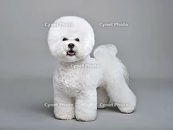 Beautiful white Bichon Frise dog standing on a gray background [IBR124631219]