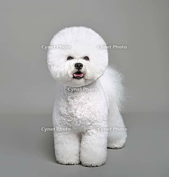 White Bichon Frise dog standing on a gray background [IBR124631220]