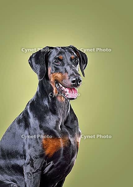 Studio shot of beautiful black and tan Doberman dog with uncropped ears sitting on green background [IBR124631221]