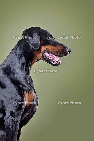Portrait of black and tan Doberman dog with uncropped ears sitting on green background [IBR124631222]