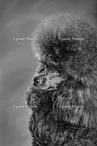 Studio portrait of beautiful black toy poodle against a grey background [IBR124631223]