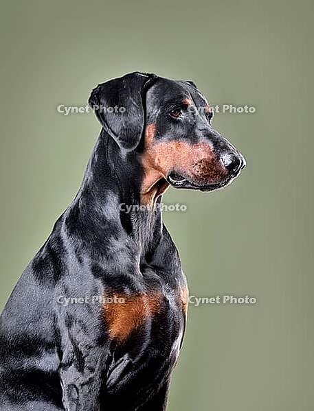 Beautiful black and tan Doberman dog with uncropped ears sitting on green background [IBR124631225]