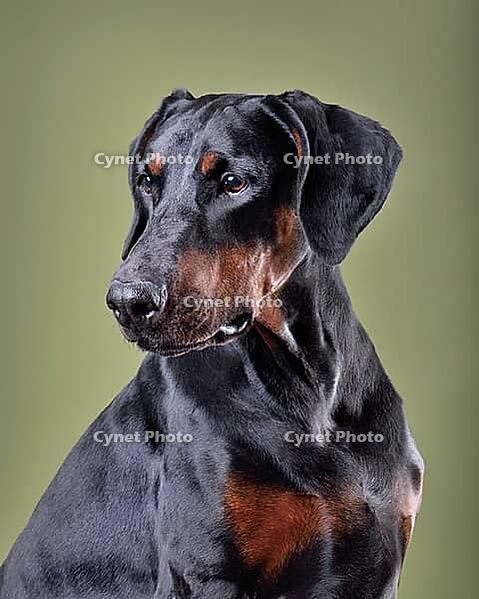 Beautiful black and tan Doberman dog sitting on green background [IBR124631226]