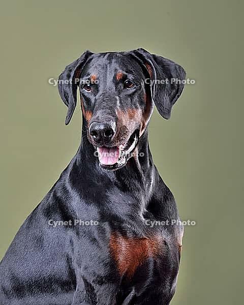 Studio shot of beautiful black and tan Doberman dog with uncropped ears sitting on blue background [IBR124631227]
