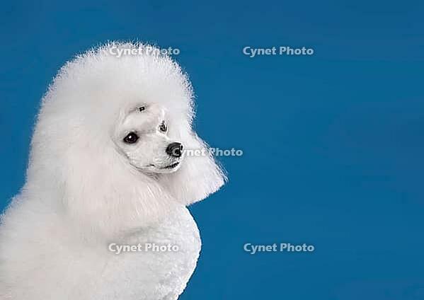 Portrait of beautiful white toy poodle in continental clip on blue background [IBR124631228]