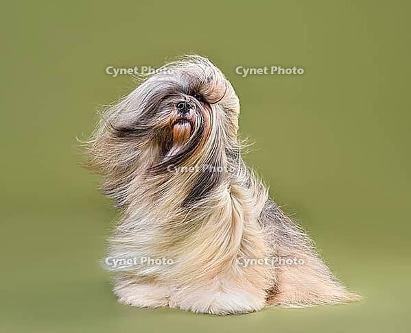 Beautiful Lhasa Apso dog with blowing hair sitting on a green background [IBR124631229]