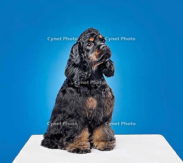 Three months old puppy of american cocker spaniel sitting on a blue background [IBR124631231]