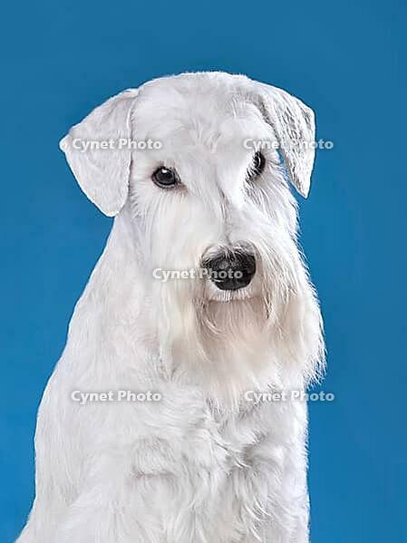 Portrait of beautiful white miniature schnauzer on blue background [IBR124631232]