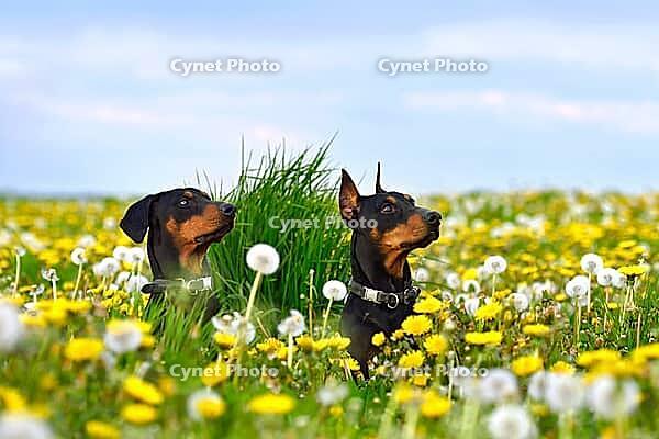Two beautiful tan-and-black Doberman Pinschers sitting on yellow and white dandelions field [IBR124631233]