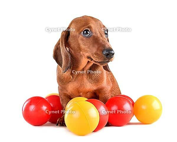 Cute dachshund puppy sitting with colorful balls and looking at camera on white background [IBR124631234]