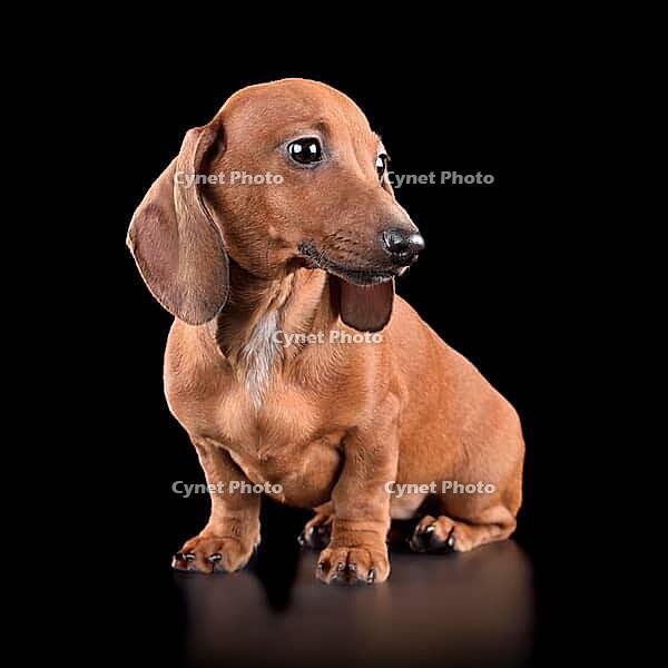 Studio shot of beautiful dachshund puppy isolated on black background [IBR124631235]