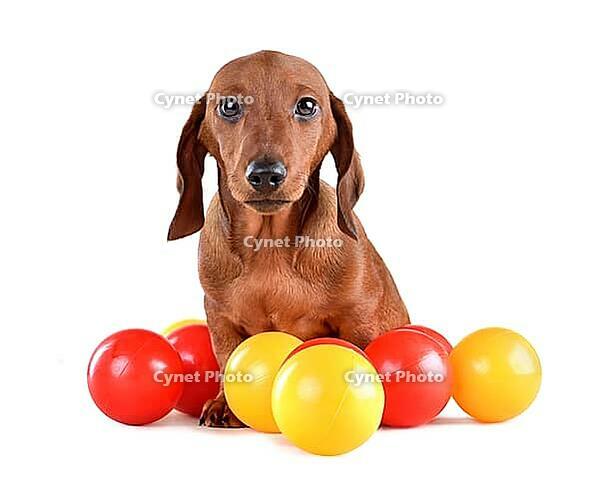 Cute dachshund puppy sitting with colorful balls and looking at camera on white background [IBR124631237]