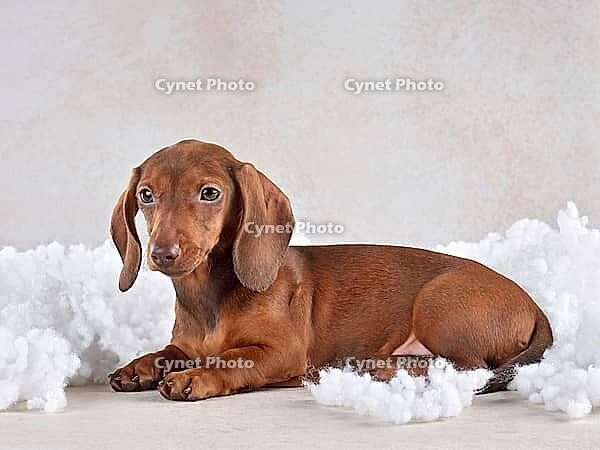 Chocolate dachshund puppy in clouds on a light background [IBR124631238]