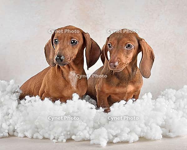 Adorable brown dachshund puppies sitting in the clouds on a light background [IBR124631239]