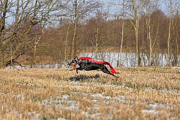 Black and tan german pinscher wearing a red scarf in mid-air while running across a field like a superhero [IBR124631240]